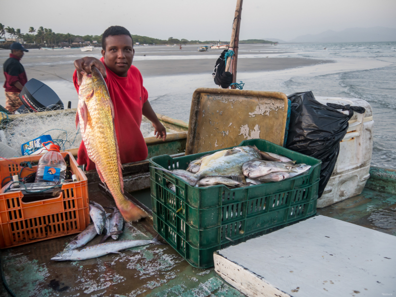 Frischer Fang - Fischer aus Chame - Panama